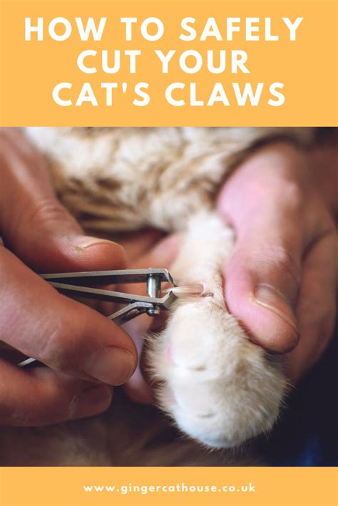 Pin On Cat Care