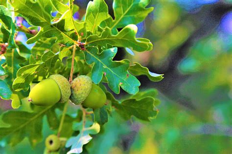 How To Plant An Acorn Tree