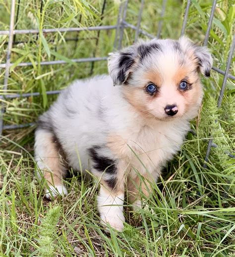 Toy Aussie Puppies For Sale Blue Horizon Toy Australian Shepherds