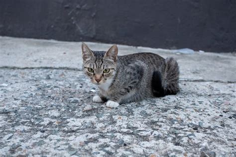 How Can You Help Feral Cats During Bad Weather Purrpetrators