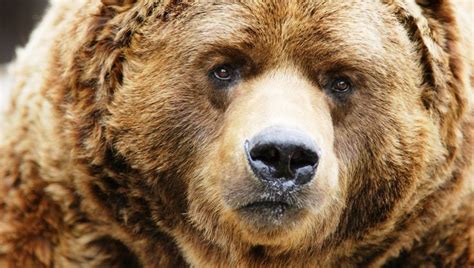 Grizzly Bear Face Bear Face Bear Grizzly Bear