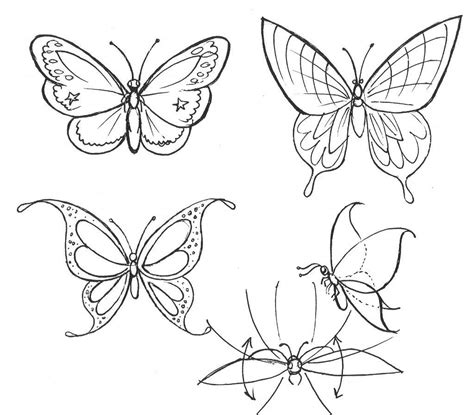Butterfly Drawing Reference And Sketches For Artists