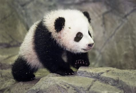Panda Diplomacy The Worlds Cutest Ambassadors History In The Headlines