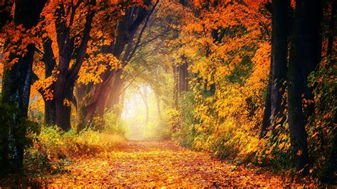 Download 1920x1080 Path Autumn Fall Trees Forest Scenery Cozy