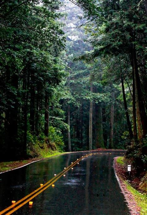 Rain Forest Mill Valley California Photo By Catherineshyu Beautiful