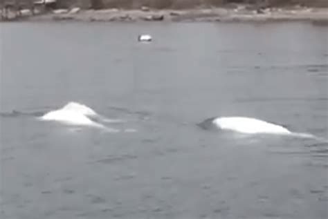 Three Beluga Whales Spotted In Narragansett Bay Newport Buzz