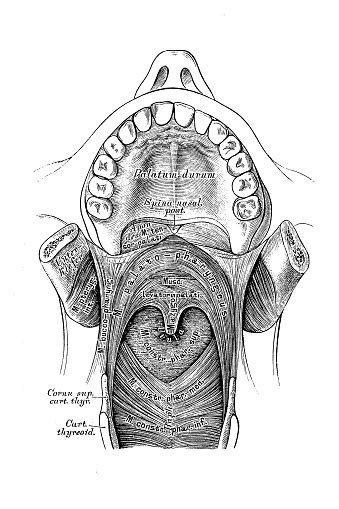 The Muscles Of The Soft Palate Viewed From The Front Stock Illustration