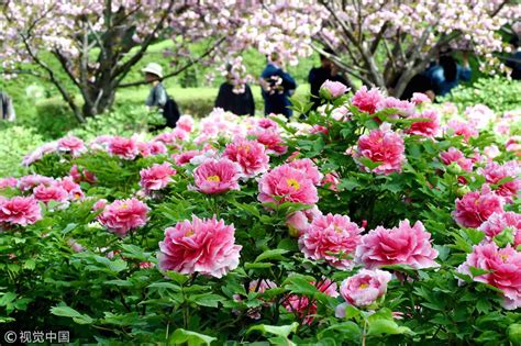 Chinas ‘city Of Peonies Exported 27 Mln In Peonies Last Year Cgtn
