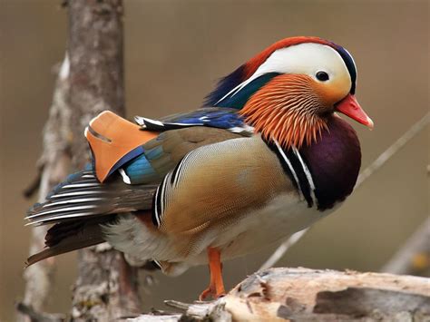 Female Mandarin Ducks Identification Guide Birdfact