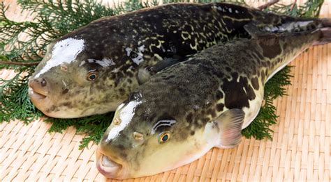 Japanese Fish Species 24 Torafugutiger Puffer Shizuoka Gourmet