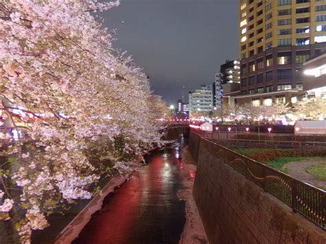 Telusuri galeri 2.000 gambar bunga sakura mengagumkan & download gratis! Gambar Keindahan Bunga Sakura di Jepang ~Taman-taman indah ...