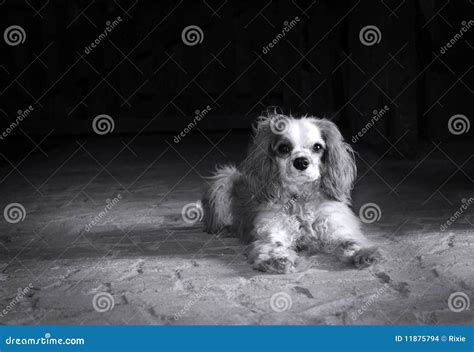 Cane In Bianco E Nero Fotografia Stock Immagine Di Fronte 11875794