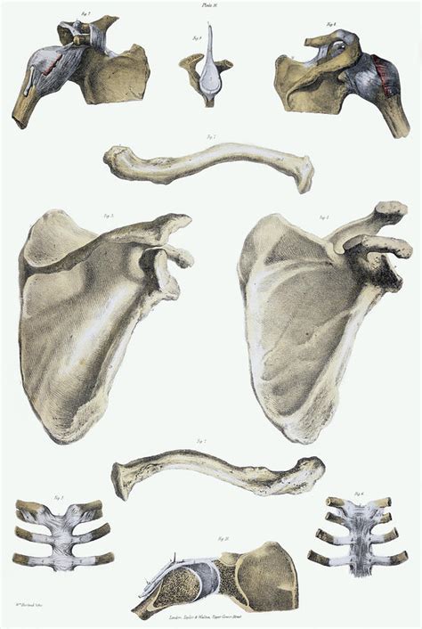 Shoulder Bones And Ligaments Photograph By Sheila Terry Pixels