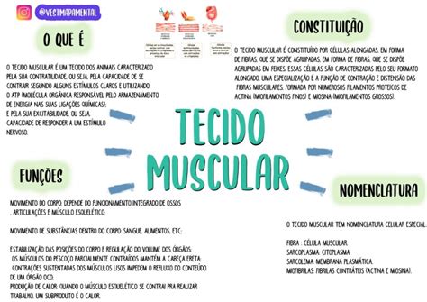 Mapa Mental Sobre Tecido Muscular Study Maps