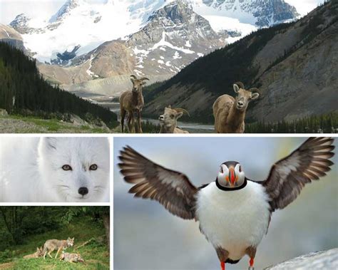 Wildlife In Canada 10 Canadian Wildlife Tours Across Canada
