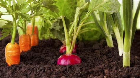 Voici Les 8 Légumes Les Plus Faciles à Cultiver Même Si Vous Ne Savez Rien Sur Le Jardinage