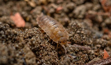 Are Dead Bugs Good For Soil Crate And Basket