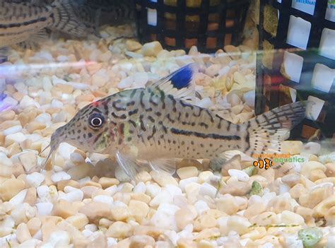 Leopard Cory Corydoras Leopardus