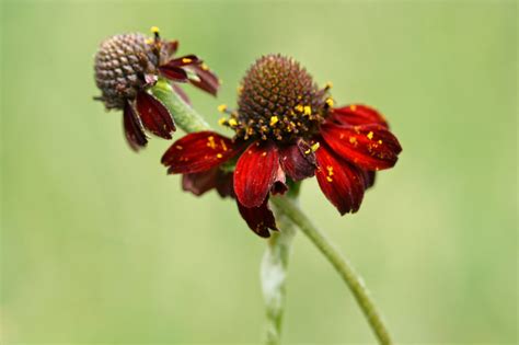 This is the new ebay. Native Florida Wildflowers: New Plants on the Way & Some ...