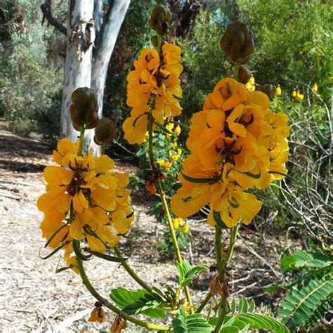 Top Flowering Shrubs For The Desert Southwest Flowering Shrubs