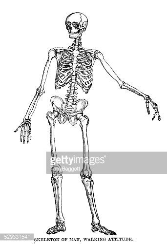 Human Skeleton Stock Vector Royalty Free Freeimages