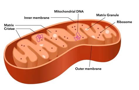 Mitochondria Definition Functions Diagram Structure And Parts