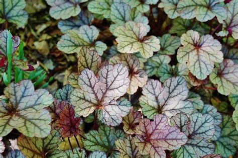 Short perennial flowers zone 5. 15 Perennials that Grow in Zone 5 in 2020 | Perennials ...