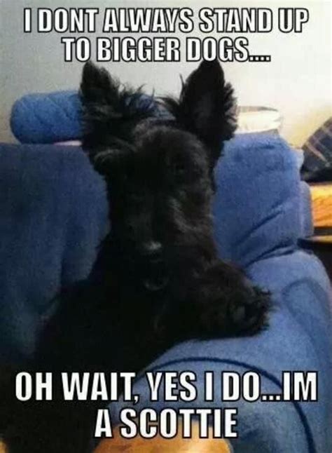 So True Scottie Dog Dog Quotes Scottish Terrier