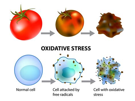 Oxidative Stress Addc Total Cosmetic Care