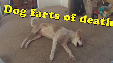 Dog Farts Of Deathvlog 1 Youtube