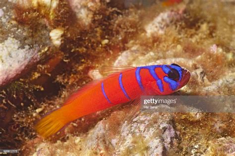 Bluebanded Goby High Res Stock Photo Getty Images