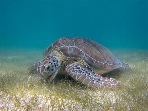 Green Sea Turtle Grazing Seagrass Green Sea Turtle Wikipedia Turtle