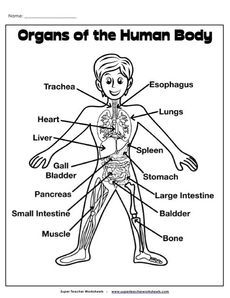 Organs In The Body Diagram Mid Section Illustration Of Transparent