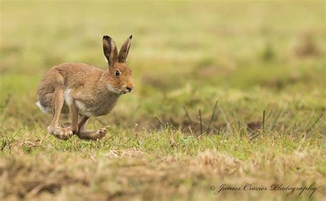 Flickriver Photoset Irish Hares By Jim Crozier