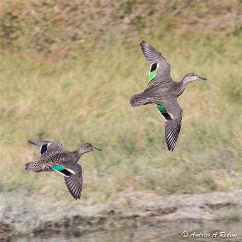 Green Winged Teal Ebirdr