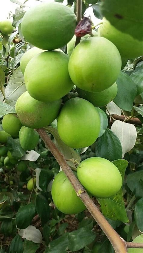 Green Apple Ber Plant At Rs 30piece ऐप्पल बेर प्लांट In Chittorgarh