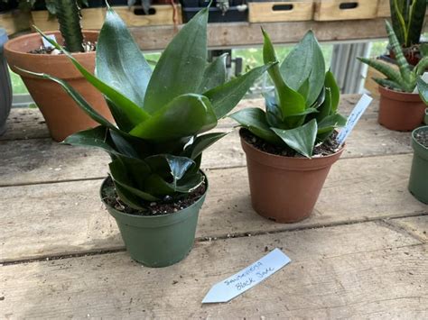 Sansevieria Or Snake Plant Black Jade Larger 4 Pot Live Plant Plantly