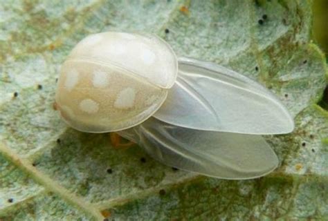 20 Fascinantes Animales Albinos Que Son Maravillas De La Naturaleza