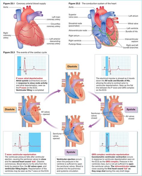 Circulatory Physiology 2 The Heart And Cardiac Cycle Nurse Key