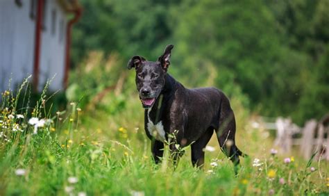 Hier finden sie mehr über das ab wann sollte der hund mit diesem futter versorgt werden? So können Sie die Vitalität von Hundesenioren fördern ...