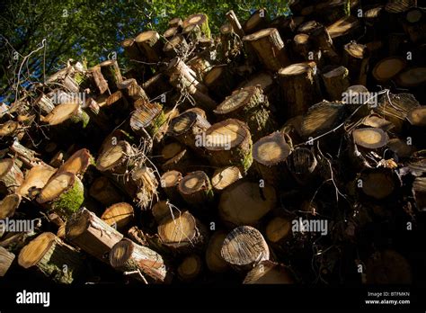 Large Pile Of Cut Wooden Logs In A Forest Clearing Stock Photo Alamy