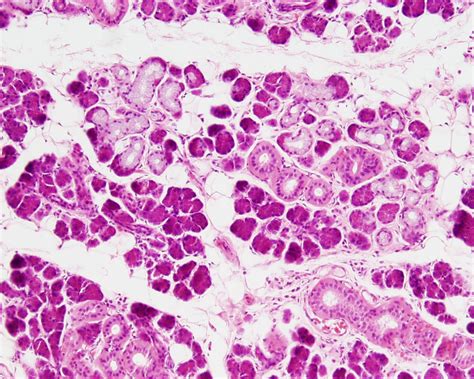 Filesubmandibular Gland Histology 01 Embryology