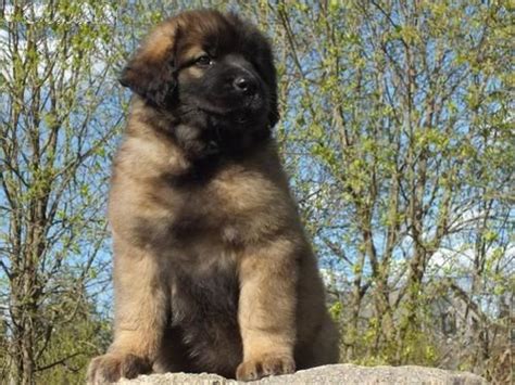 Our leonbergers are family dogs that get a lot of individual love and attention. Leonberger Puppies For Sale | Cincinnati, OH #216889