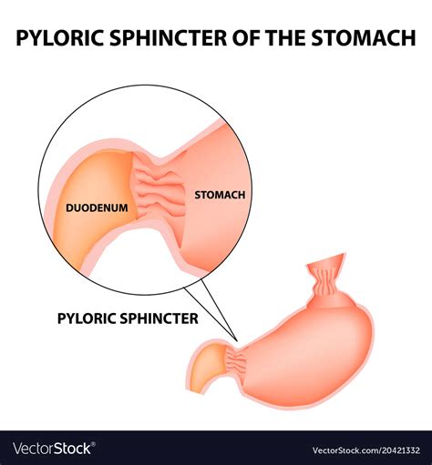 Pyloric Sphincter Stomach Duodenum Pylorus Vector Image