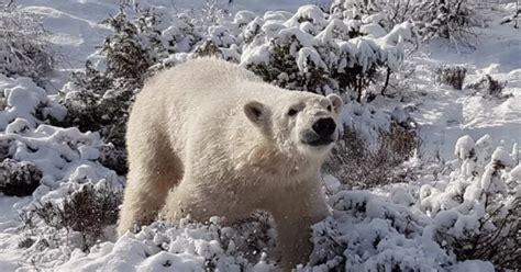 Hamish The Scottish Polar Bear Looks All Grown Up As ‘grinning Cub