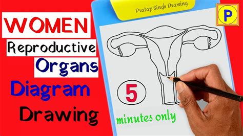 Drawing Of The Female Reproductive System I How To Draw Vagina Vagina