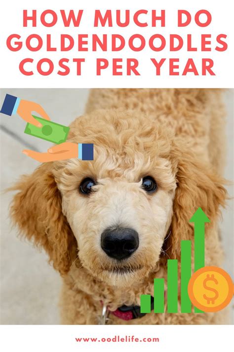 How Much Does A Goldendoodle Cost Per Year Complete Budget Oodle
