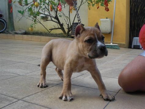 Muscular American Bully For Sale Adoption From Kuala Lumpur Classifieds Malaysia