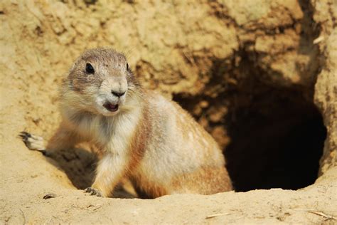 50 Interesting Prairie Dog Facts That You Never Knew About
