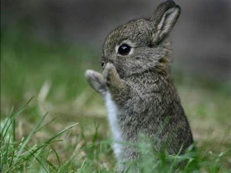 Bunny Cute